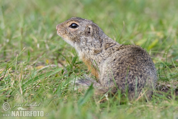 Pouched Marmot (Spermophilus citellus)