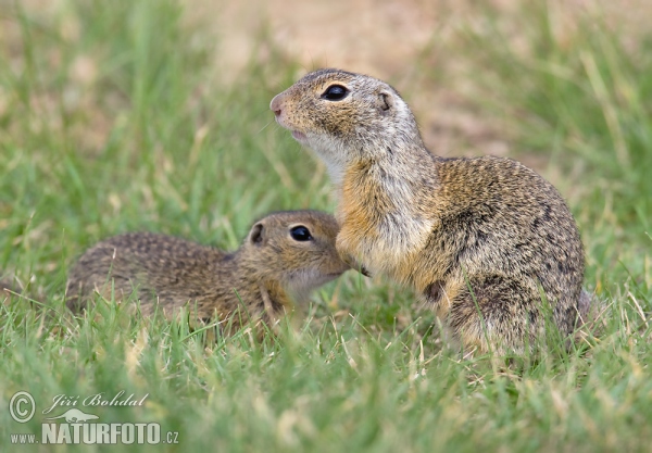 Pouched Marmot (Spermophilus citellus)