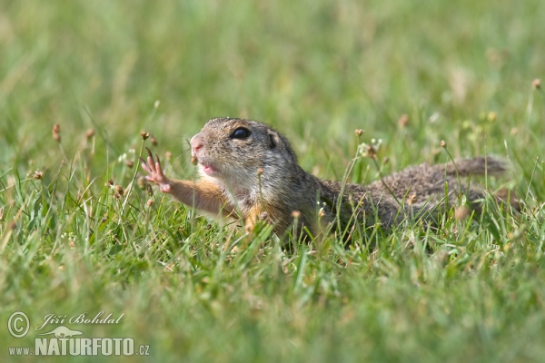 Pouched Marmot (Spermophilus citellus)