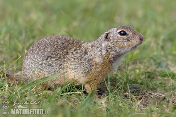 Pouched Marmot (Spermophilus citellus)