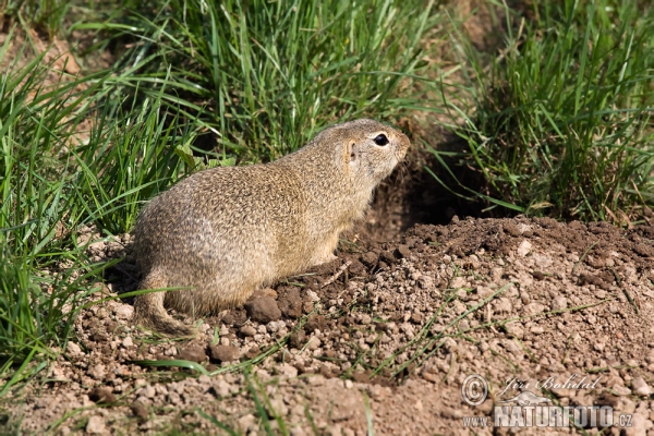 Pouched Marmot (Spermophilus citellus)