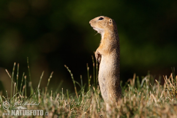 Pouched Marmot (Spermophilus citellus)