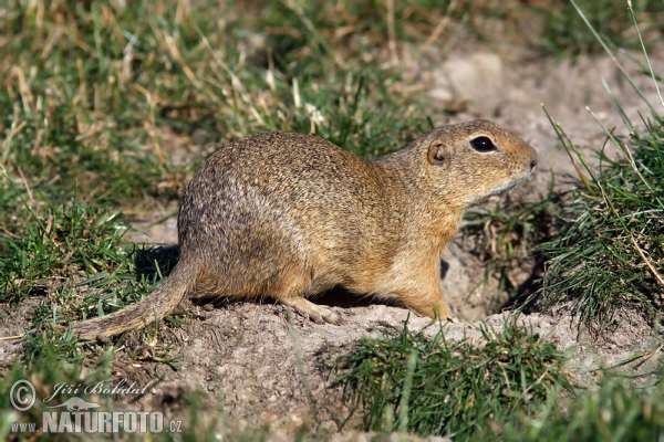 Pouched Marmot (Spermophilus citellus)