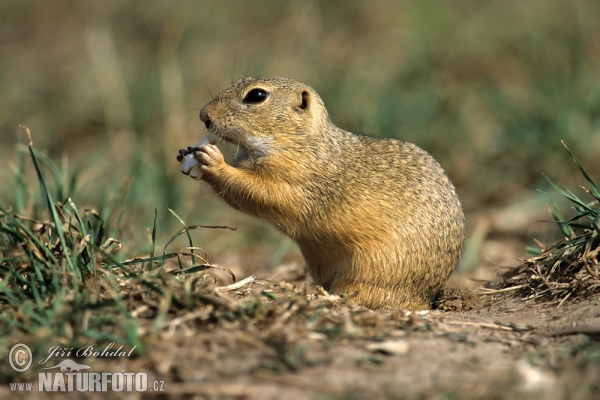 Pouched Marmot (Spermophilus citellus)