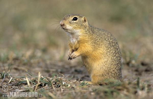 Pouched Marmot (Spermophilus citellus)