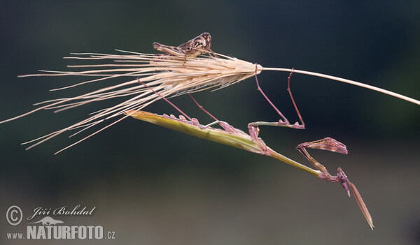 Praying Mantid (Empusa fasciata)