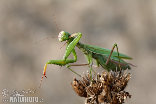 Praying Mantis (Mantis religiosa)