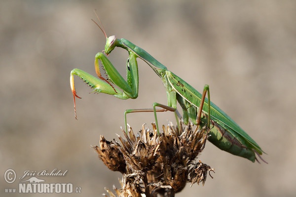 Praying Mantis (Mantis religiosa)