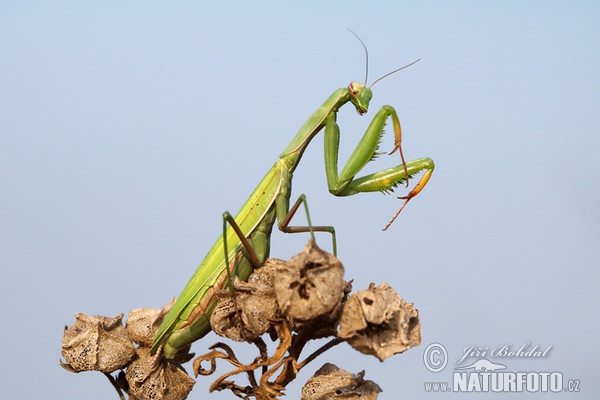 Praying Mantis (Mantis religiosa)