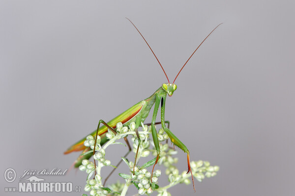 Praying Mantis (Mantis religiosa)