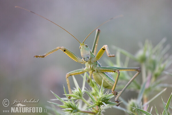 Predatory Bush Cricket (Saga pedo)