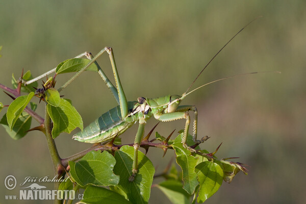 Predatory Bush Cricket (Saga pedo)