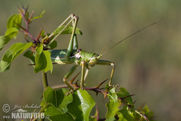 Predatory Bush Cricket (Saga pedo)