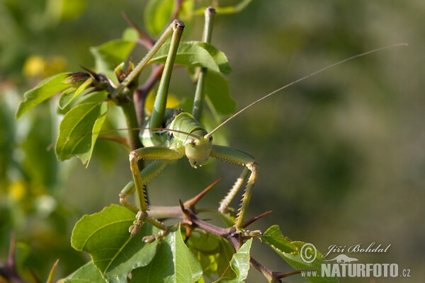 Predatory Bush Cricket (Saga pedo)