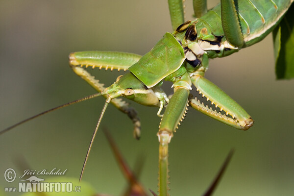 Predatory Bush Cricket (Saga pedo)