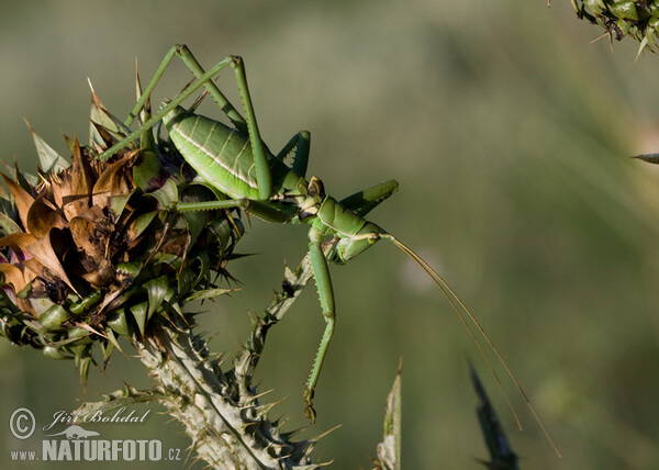 Predatory Bush Cricket (Saga pedo)