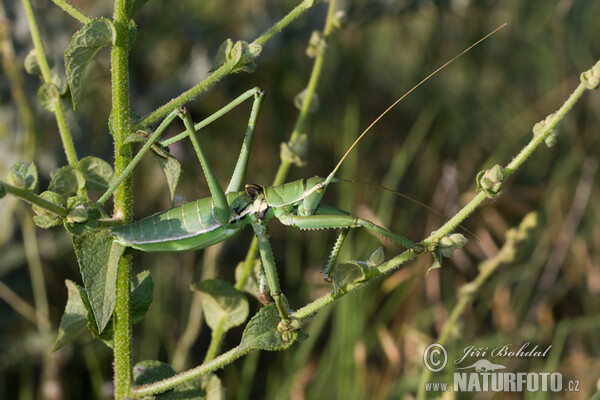 Predatory Bush Cricket (Saga pedo)