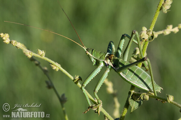 Predatory Bush Cricket (Saga pedo)