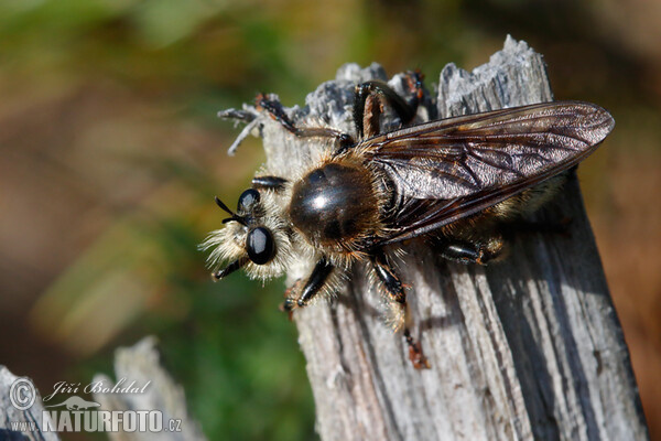 Predatory Fly (Laphria gibbosa)