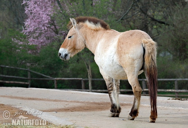 Prezewalski yaban atı