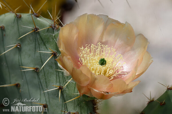 Prickly Pear (Opuntia sp.)