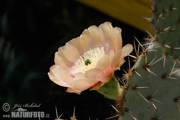 Prickly Pear (Opuntia sp.)