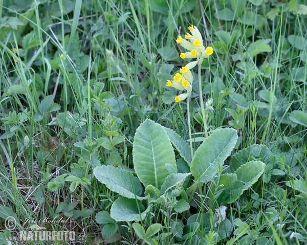 Primevère officinale