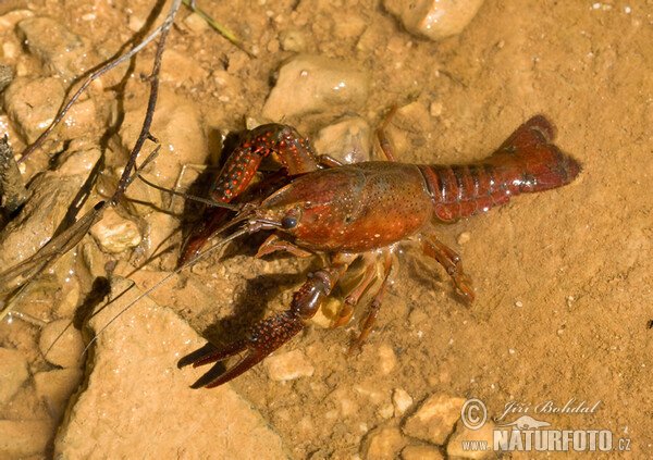 Procambarus clarkii