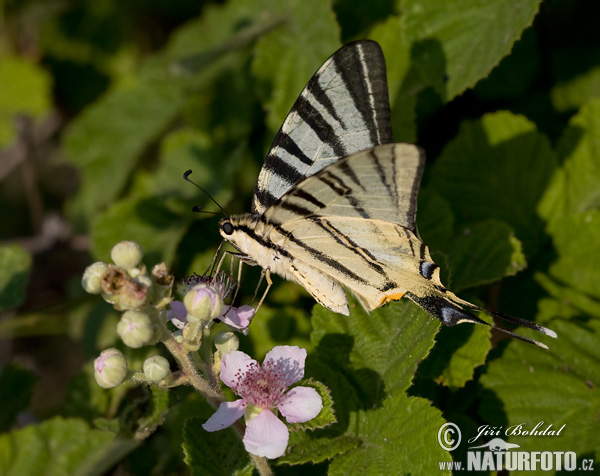 Prugasto jedarce