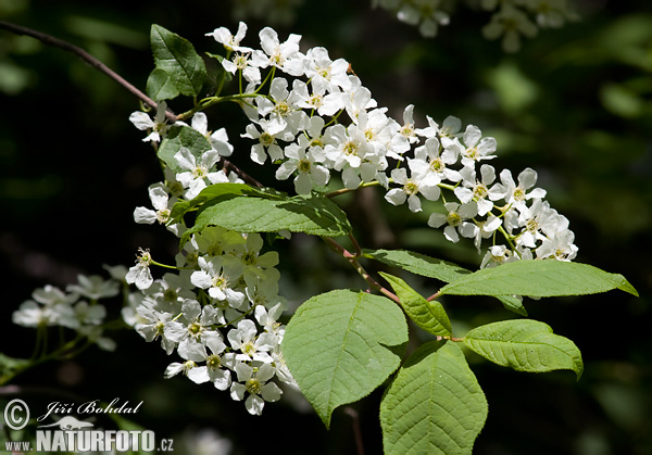 Prunus padus