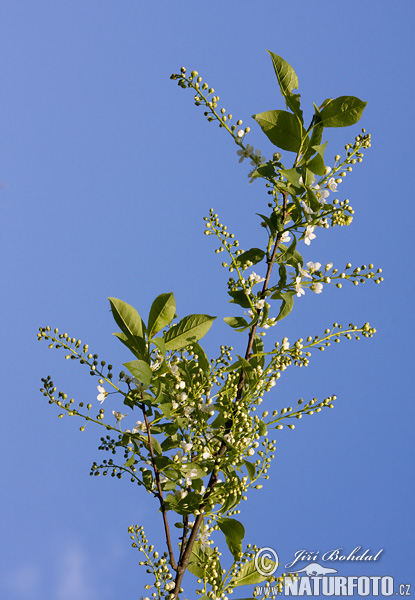 Prunus padus