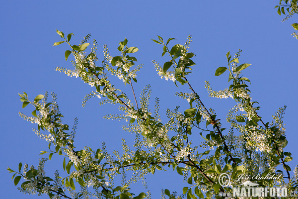 Prunus padus