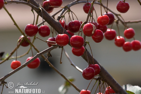 Prunus serrulata