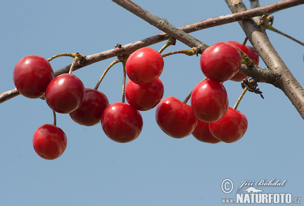 Prunus serrulata