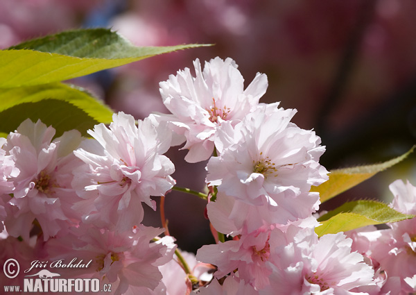 Prunus serrulata