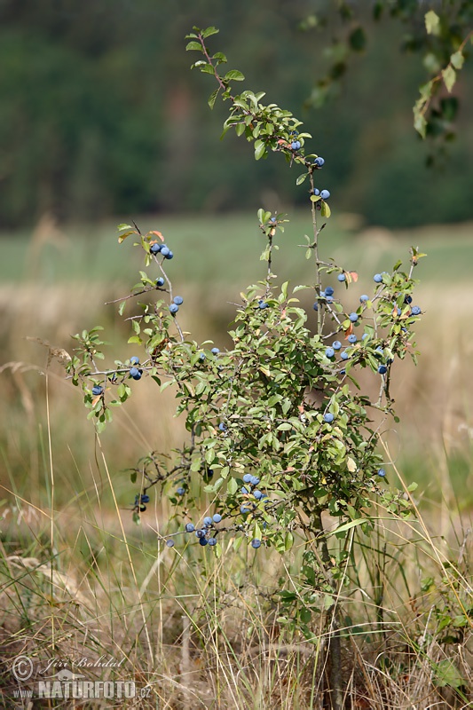 Prunus spinosa