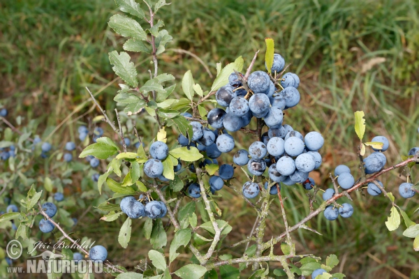 Prunus spinosa