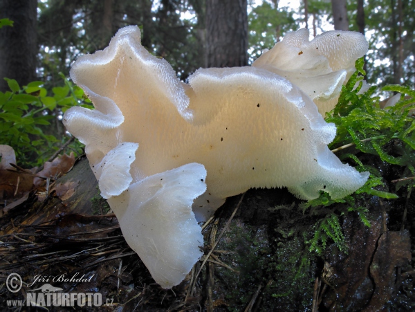 Pseudohydnum gelatinosum