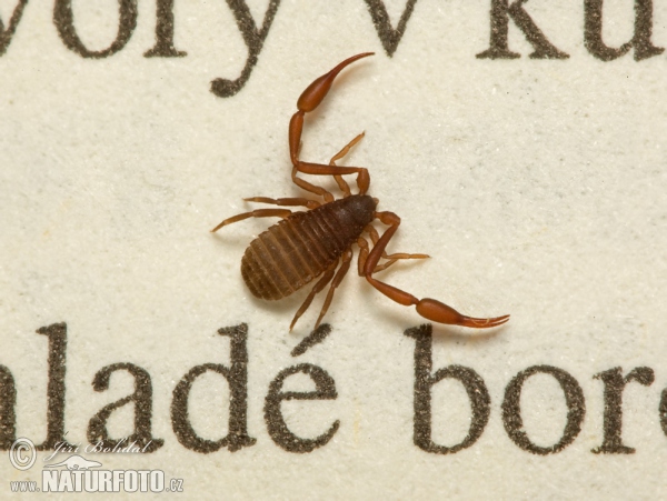 Pseudoscorpion