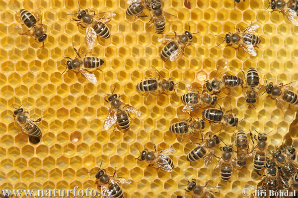 Pszczoła miodna