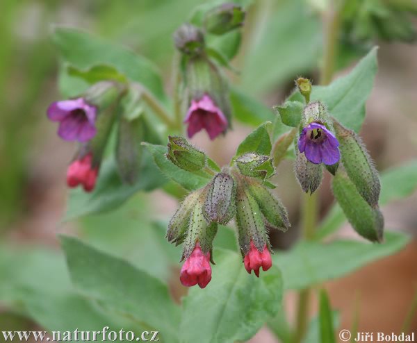 Pulmonaire officinale