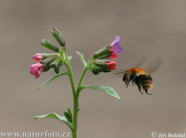 Pulmonaire officinale