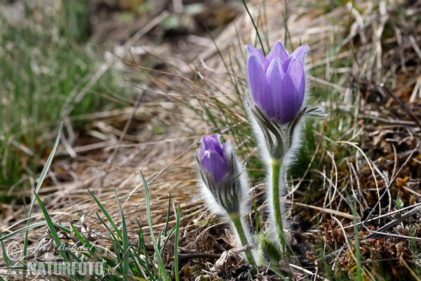 Pulsatilla grandis