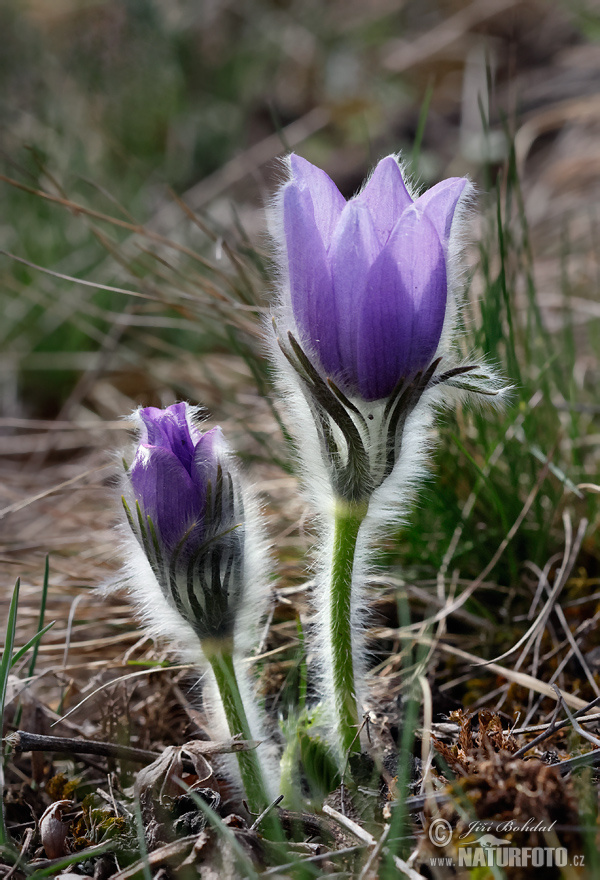 Pulsatilla grandis