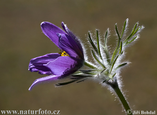 Pulsatilla grandis