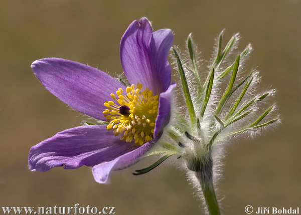 Pulsatilla grandis