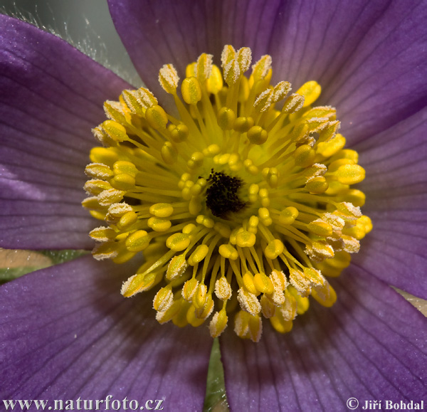 Pulsatilla grandis