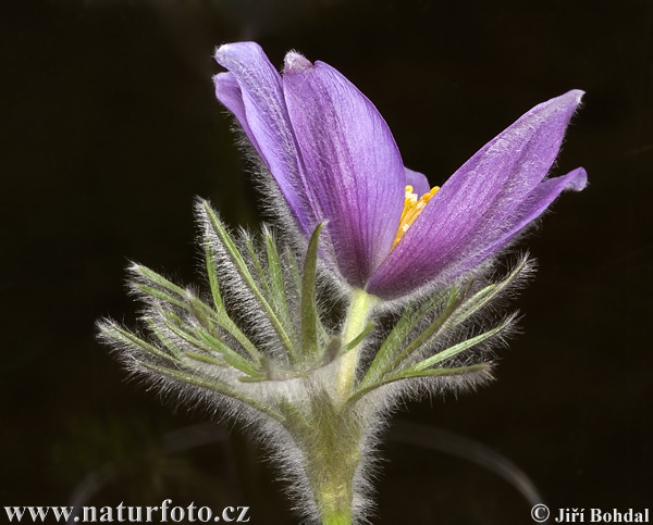 Pulsatilla grandis