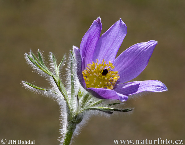 Pulsatilla grandis