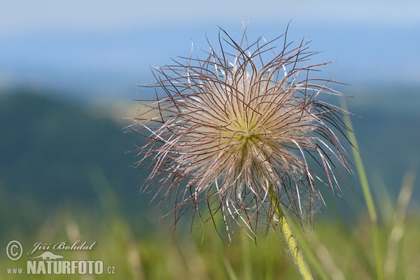 Pulsatilla pratensis subsp. bohemica